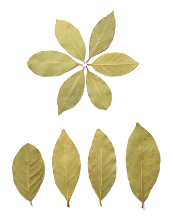 Dried bay leaves on a white background.の写真素材