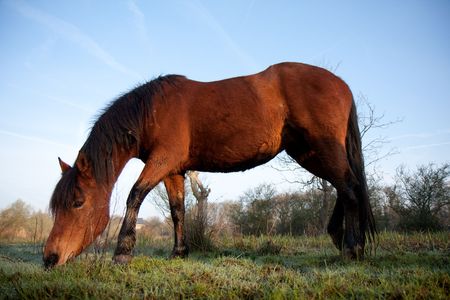 A brown horse eating grass in a field.  Taken in a field in Surrey, UK on a sunny spring morning.