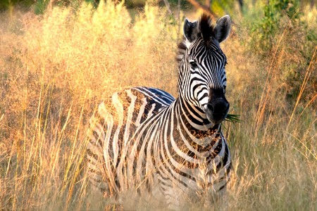 A zebra eating some grass deep in the long grass of the Okavango Delta in Botswana.  Taken just before sunset.の写真素材