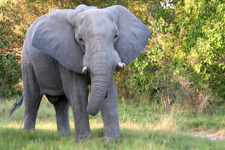 A young African elephant looks towards the camera and pokes out its ears.  The elephant is in the wild bushlands of the Okavango Delta, Botswana.の写真素材