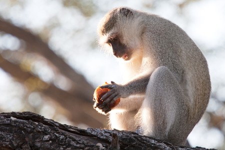 A vervet monkey sitting on a tree branch eating a muffin that it stole from a hotel breakfast buffet...