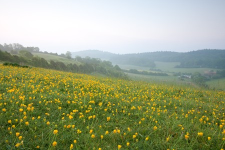 Pewley Down just before dawn in May.  Pewley Down is part of the North Downs in Surrey which is an Area of Outstanding Natural Beauty. A mass of yellow buttercup flowers is in the foreground.の写真素材