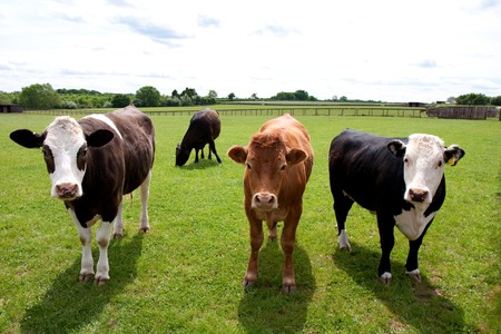 Four cows all of different breeds in a green field.