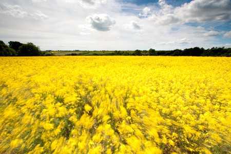 A field of bright yellow oilseed rape plants is moved by the wind.   A slow shutter shot to create the abstract colour blur in the foreground.の写真素材