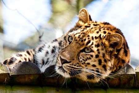 Leopard that has just woken up