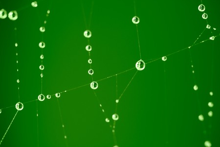 Water drops on a spider wed with a green background