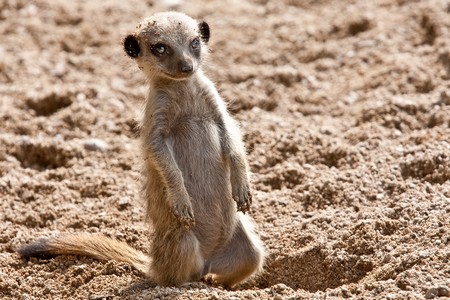A baby meerkat stands on its back legs in a sand pit.