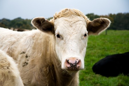 A cow in a field.の写真素材
