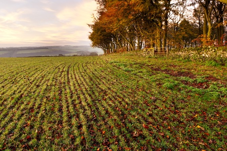 An autumnal scene of a crop field in the Peak District.の写真素材