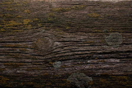 Wood textureの写真素材