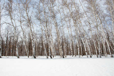birch trunks in a snow-covered forestの写真素材