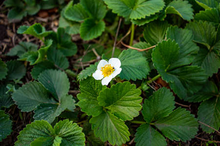 flowering of strawberry bushes on the country estateの写真素材
