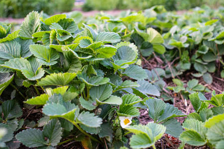 strawberry bushes on the home bedの写真素材