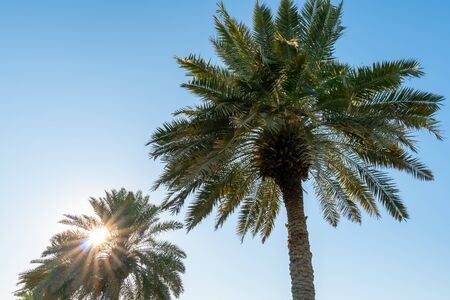 Bottom view to the palm trees on background of blue sky at sunny dayの写真素材