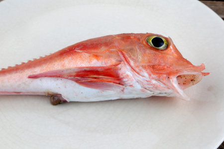 raw red mullet rock fishの写真素材