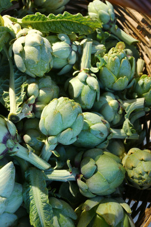 green and fresh artichoke as healthy foodの写真素材