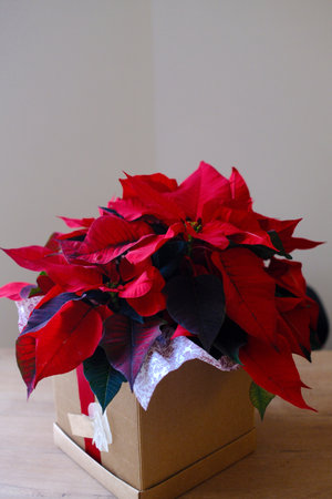 Poinsettia in a box on a wooden table, Christmas decorationの写真素材