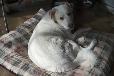 White dog lying on a plaid in the living room with reflection