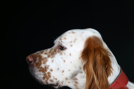 English setter dog portrait on a black background. Studio shot.