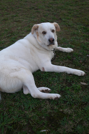 White labrador retriever lying on the grass in the park.