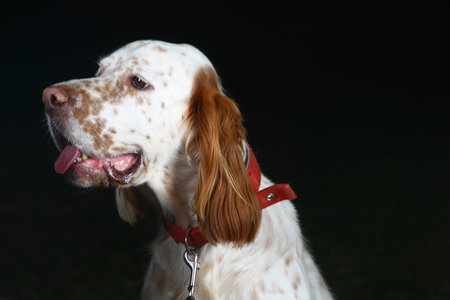 Portrait of a dog breed English setter on a black background