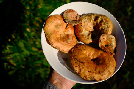 Lingzhi mushroom (Lingzhi mushroom) in handの写真素材
