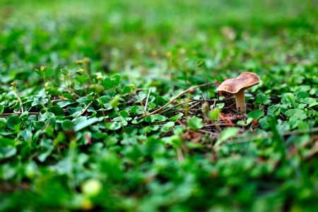 Mushroom on the grass in the forest. Autumn season.の写真素材