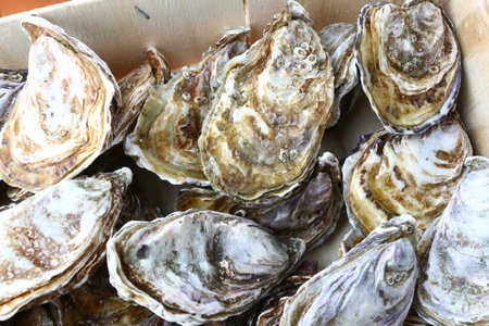 Fresh oysters in the market, closeup of photo with selective focusの写真素材