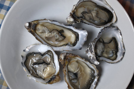 Oysters on a white plate, close-up view.