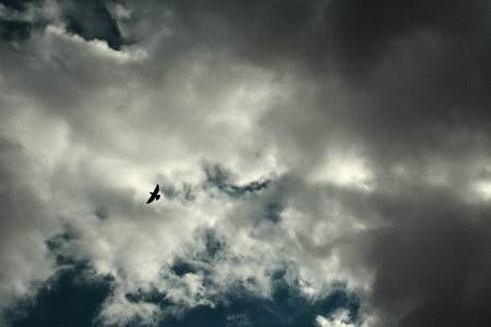 Seagulls flying in the cloudy sky. Nature composition.の写真素材