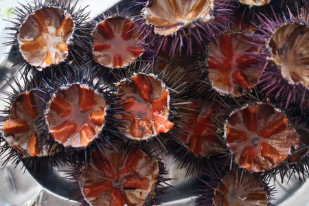 Sea urchins in the shell on the table, close upの写真素材