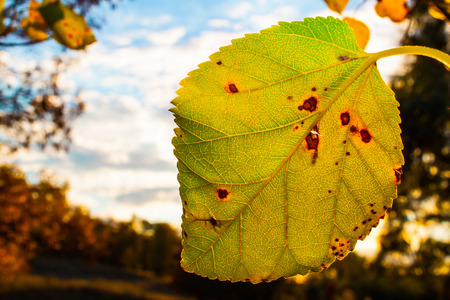 autumn leaf
