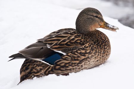 a female duck on a frozen pondの写真素材