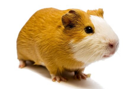 curious guinea pig on the white backgroundの写真素材