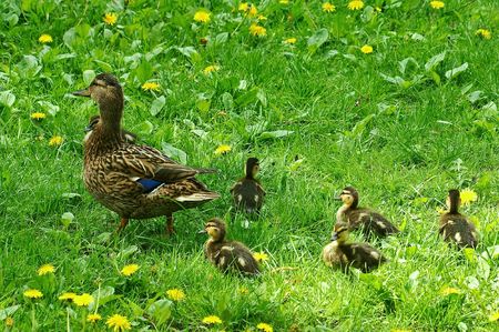 A mother duck walking with her five ducklingsの写真素材