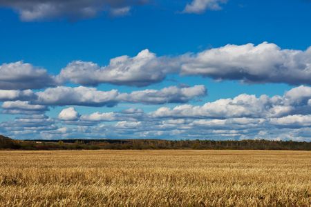 golden field after harvesting in a sunny dayの写真素材