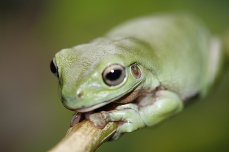 Green Tree Frogの写真素材