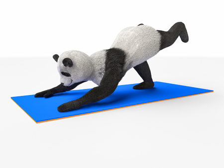 Panda practising yogaの写真素材