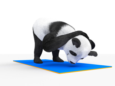 Panda leans forward and pulled his head to floor. Stretching the muscles of the back on a rugの写真素材