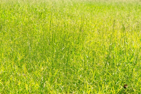 Grass fieldの写真素材