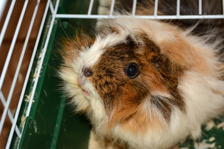 Guinea pig smilingの写真素材