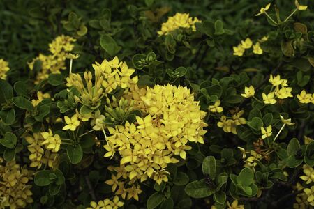 Colorful of yellow ixora in forestの写真素材