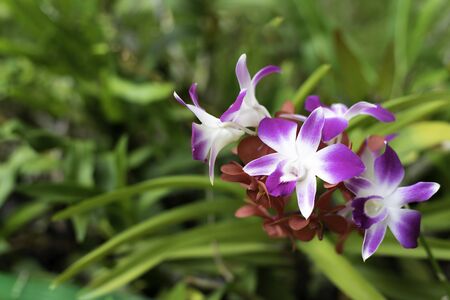 colorful of orchid flower in the gardenの写真素材
