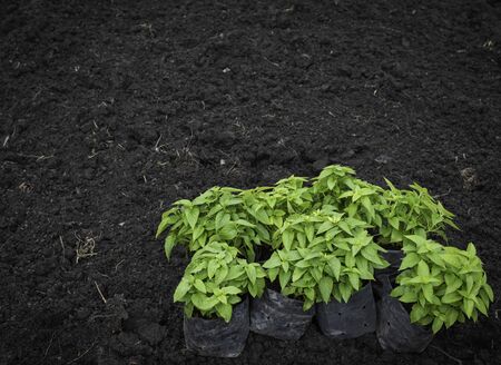 young plant In nursery bags ready to plant in agriculture fieldの写真素材