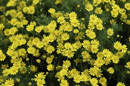 colorful of fresh yellow flower in the gardenの写真素材