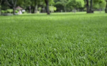 green grass field and trees in the gardenの写真素材