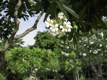 white plumeria flower in the yardの写真素材
