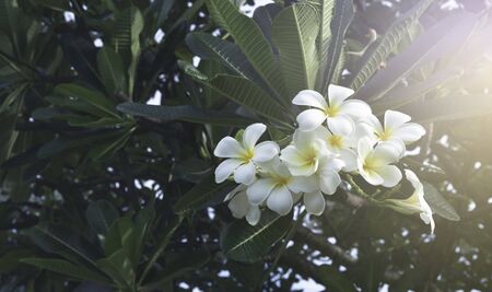 colorful of white frangipani flower in garden at the morningの写真素材