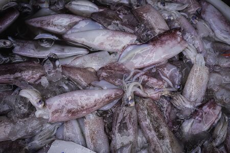 fresh squid prepare to be  ingredient cooking in the kitchenの写真素材
