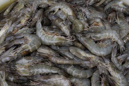 raw shrimps in the local marketplaceの写真素材